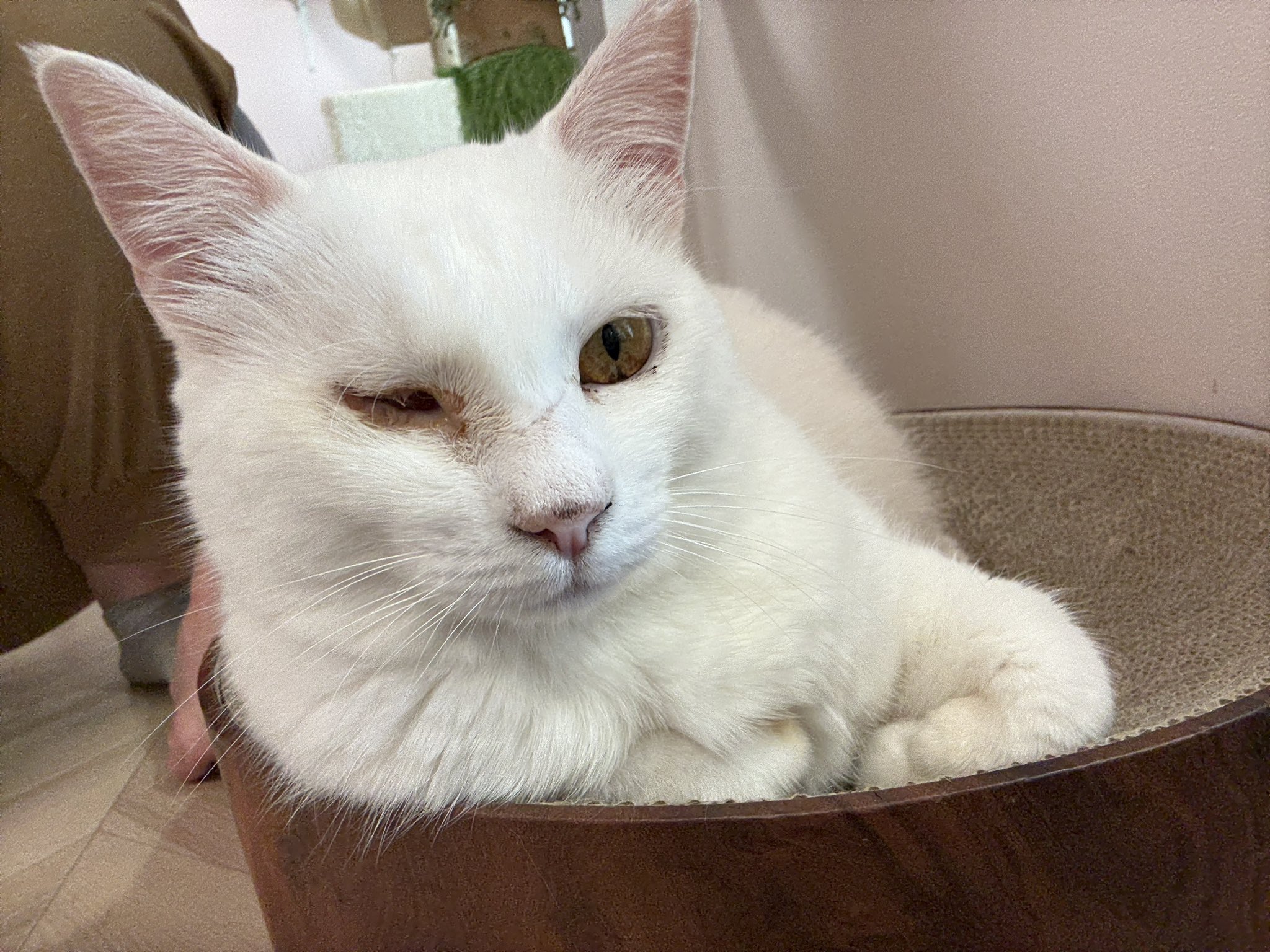 譲渡型保護猫Cafe あおねこ(新潟県田上町) on X: 