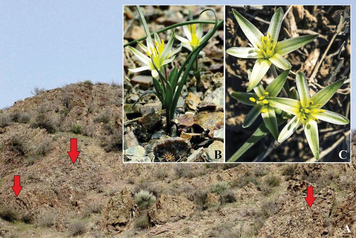 A new white-flowered species of Gagea has been discovered in the Fergana Valley of Uzbekistan and Kyrgyzstan.

🔗 doi.org/10.3897/phytok… 

#Liliaceae