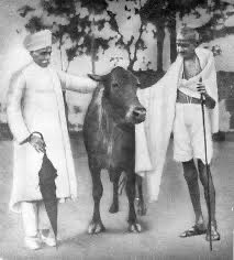 कांग्रेस का चुनाव चिन्ह कभी गाय और बछड़ा था और गोवध पर पाबंदी उसका नारा था। वहां से कांग्रेस दूर निकल आई है। अब वह बांग्लादेश के हिंदुओं की नहीं, सिर्फ गाजा की चिंता करती है। 

कांग्रेस जब तक हिंदू पार्टी थी तब तक हिंदू महासभा, रामराज्य परिषद, जनसंघ (अब की बीजेपी) किसी को आगे