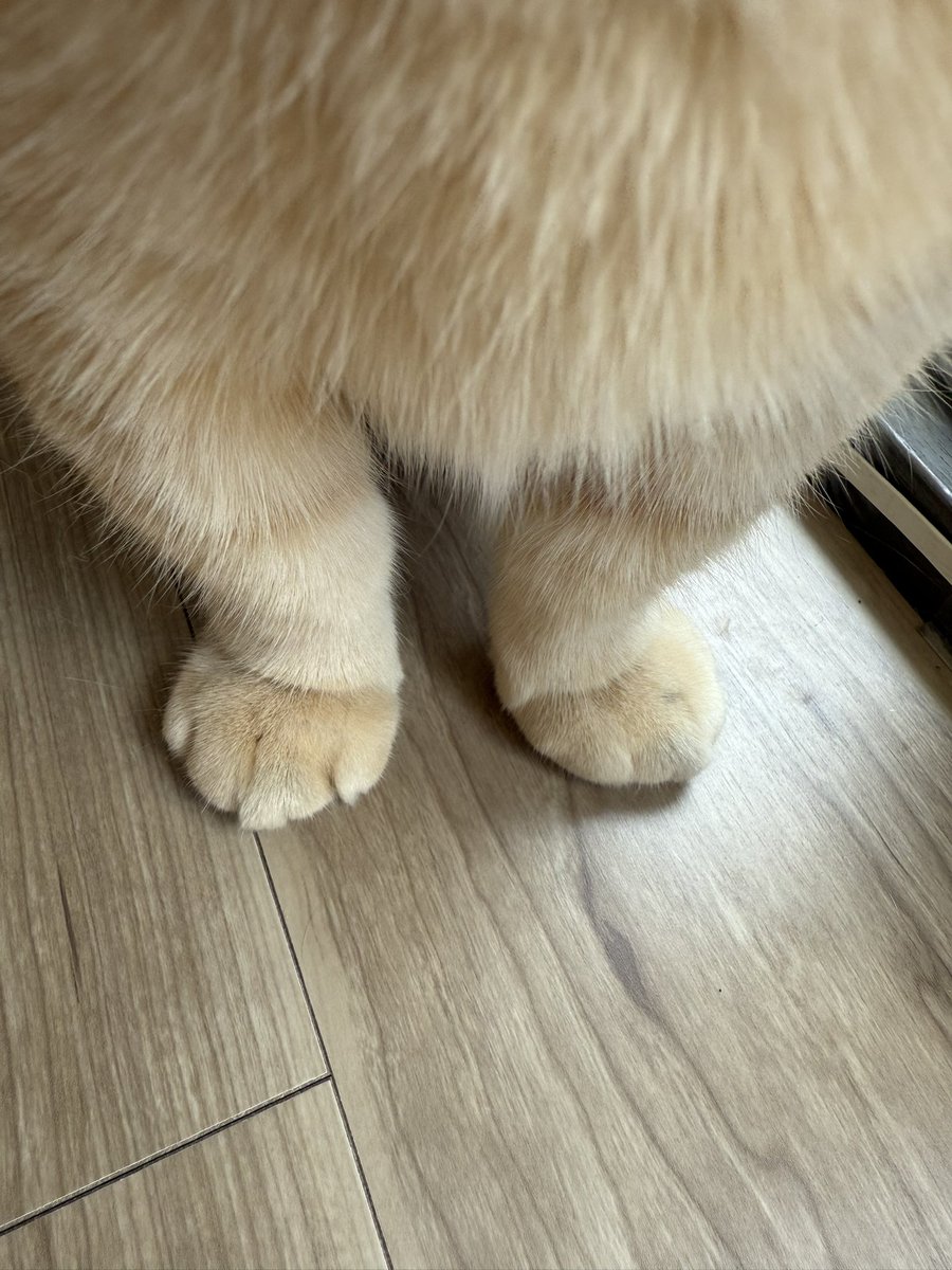 TomokoBarreda's tweet photo. 足怪我して1週間近く引きこもり…
そろそろ気がふれそう笑笑

我が子の足見て癒されるわ… https://t.co/UaiuURAVQn
