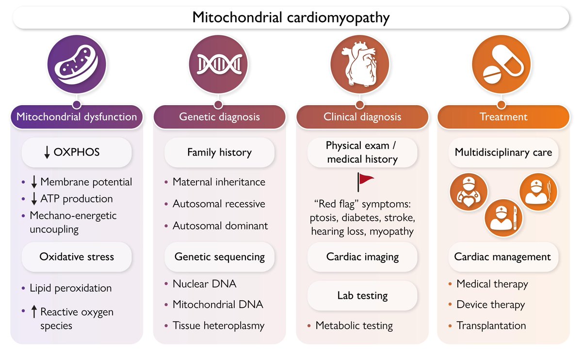 European Society of Cardiology Journals (@esc_journals) on Twitter photo Mitochondrial cardiomyopathies: pathogenesis, diagnosis, and treatment. Read this State-of-the-Art review published in #EHJ 👉 ow.ly/VXic50WvhZr
<a href="/RoccoMontone/">Rocco Montone</a> <a href="/ehj_ed/">EHJ Editor-in-Chief</a> Mitochondrial cardiomyopathies: pathogenesis, diagnosis, and treatment. Read this State-of-the-Art review published in #EHJ 👉 ow.ly/VXic50WvhZr
<a href="/RoccoMontone/">Rocco Montone</a> <a href="/ehj_ed/">EHJ Editor-in-Chief</a>