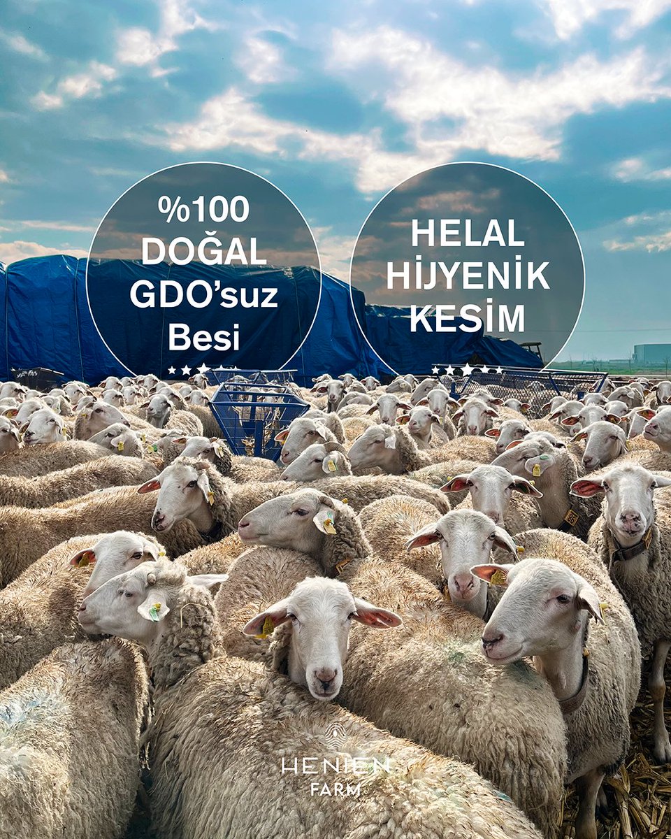henienfarm's tweet photo. Doğallıktan Gelen Güven 🐑
Hayvanlarımızı %100 doğal, GDO’suz yemlerle besliyor, sağlıklı ve hijyenik koşullarda yetiştiriyoruz.
Kesimlerimiz, helal standartlara uygun şekilde, hijyen kurallarına titizlikle riayet edilerek gerçekleştirilmektedir.
 
Doğadan sofranıza🌿 https://t.co/lkLFagqDHz