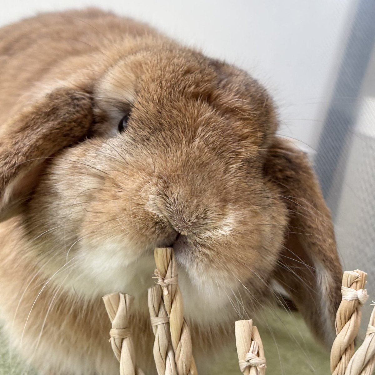 オレンジ - Search / X