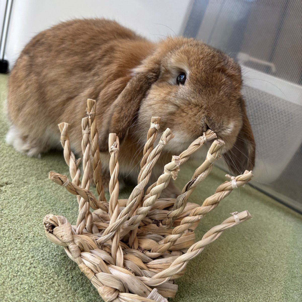 オレンジ - Search / X