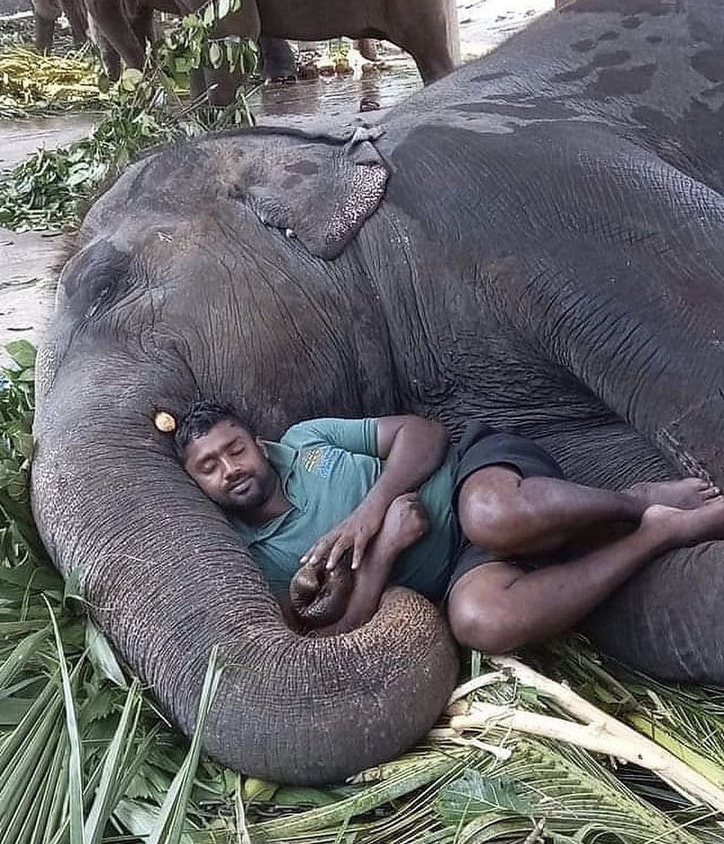 Incredible love between animals and humans ~ A thread 🧵

1 ) An Elephant taking nap with his Human friend