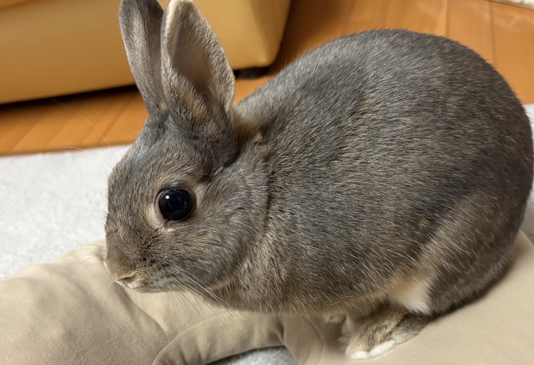 ぱんだ❣️実りの秋❣️収穫の秋❣️うさぎちゃんデート❣️ 見たことない新作キャリーが置かれていたのでウキウキで乗り込ん