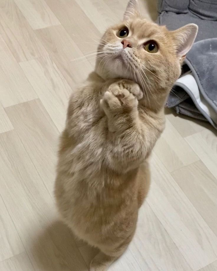 Life with a Cat tweet media