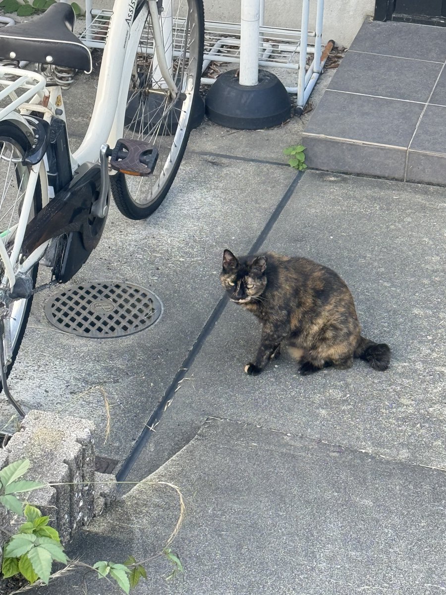 まだらちゃん暑いねぇ🐾