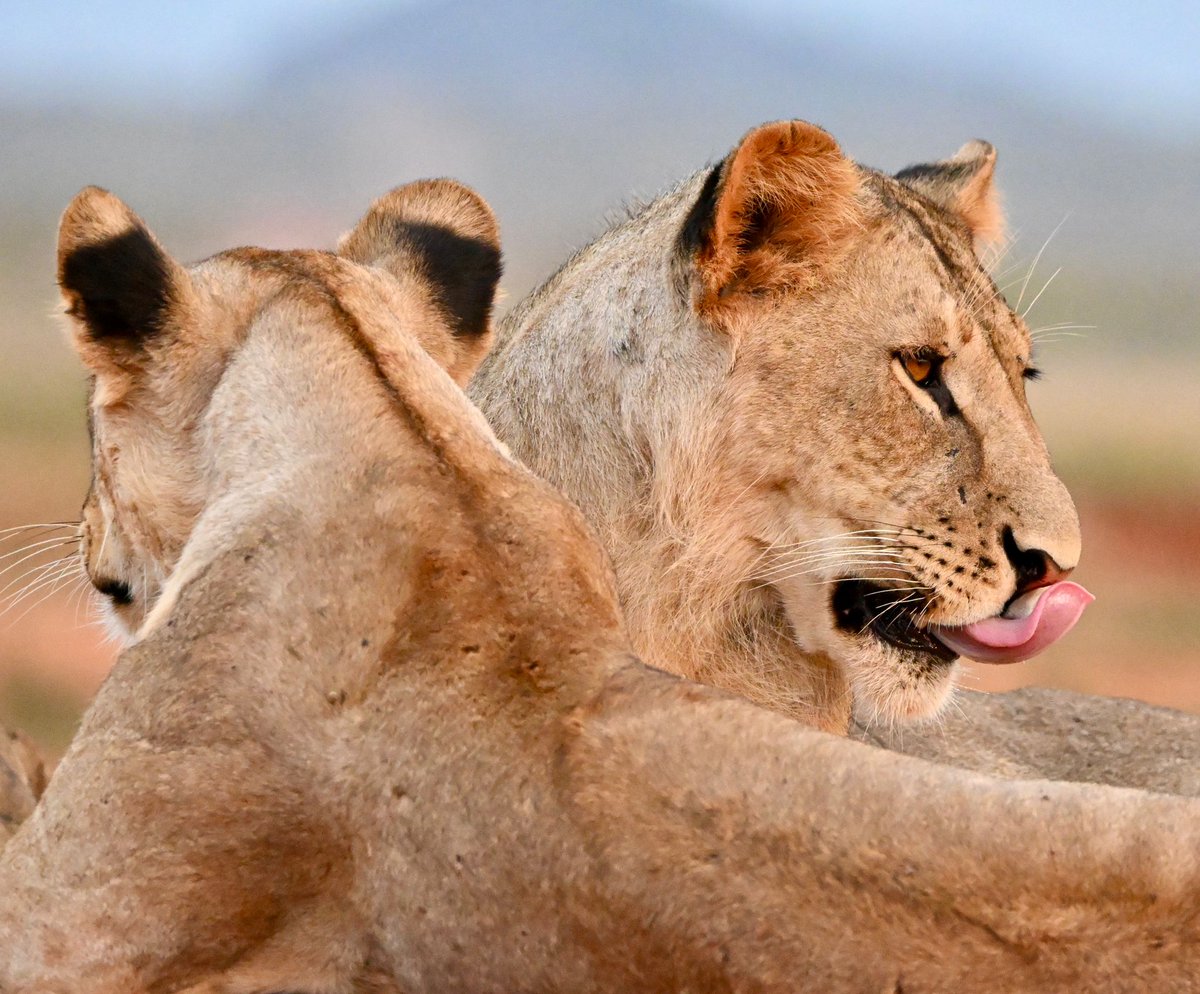 As an Institute, we reaffirm our commitment to science-based conservation through initiatives that harness international collaboration, knowledge exchange, and the integration of technology in wildlife research. 

One such initiative is the Tsavo Simba Project, a significant step