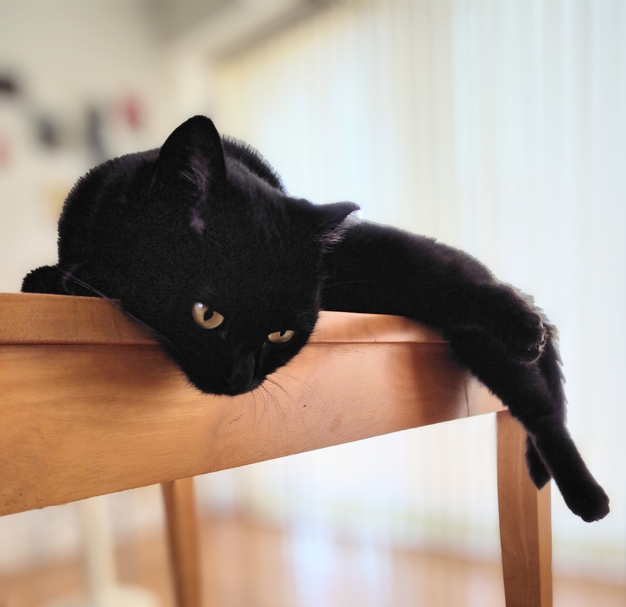 黒猫様♡ありがとうございます♡ 黒猫くまこ🐈‍⬛🐾 on X: 