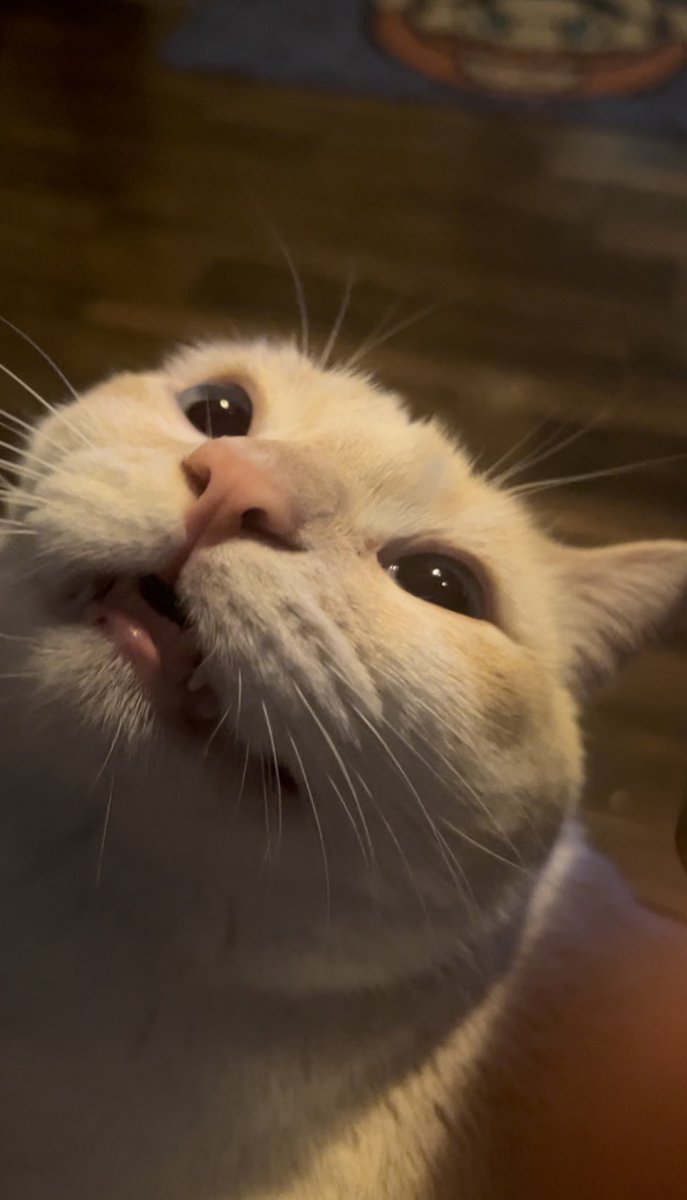 KITTY (>人<;) tweet media