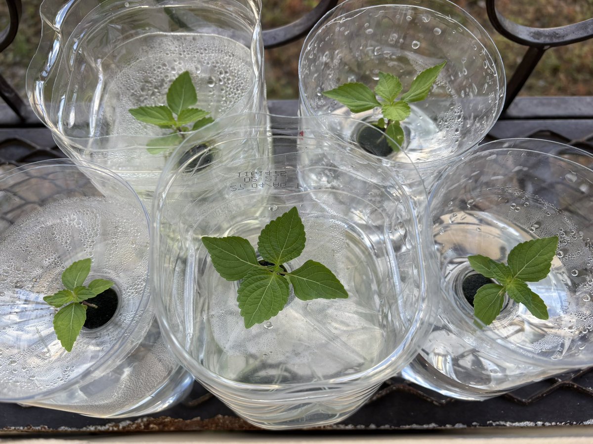 大葉っぽい！だいぶ大葉っぽいぞこれは！！！！

#オーバードーゾ2025