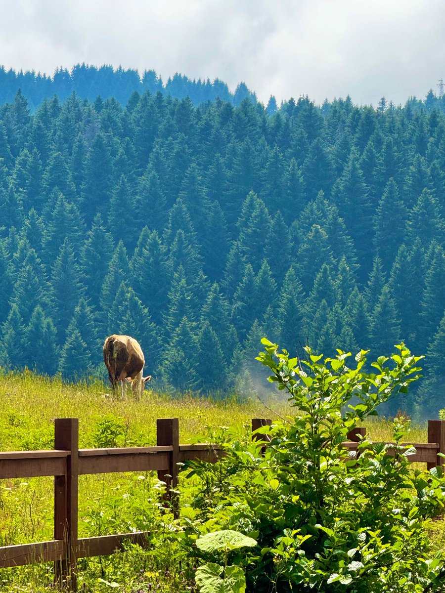 Güzel Memleketim Giresun