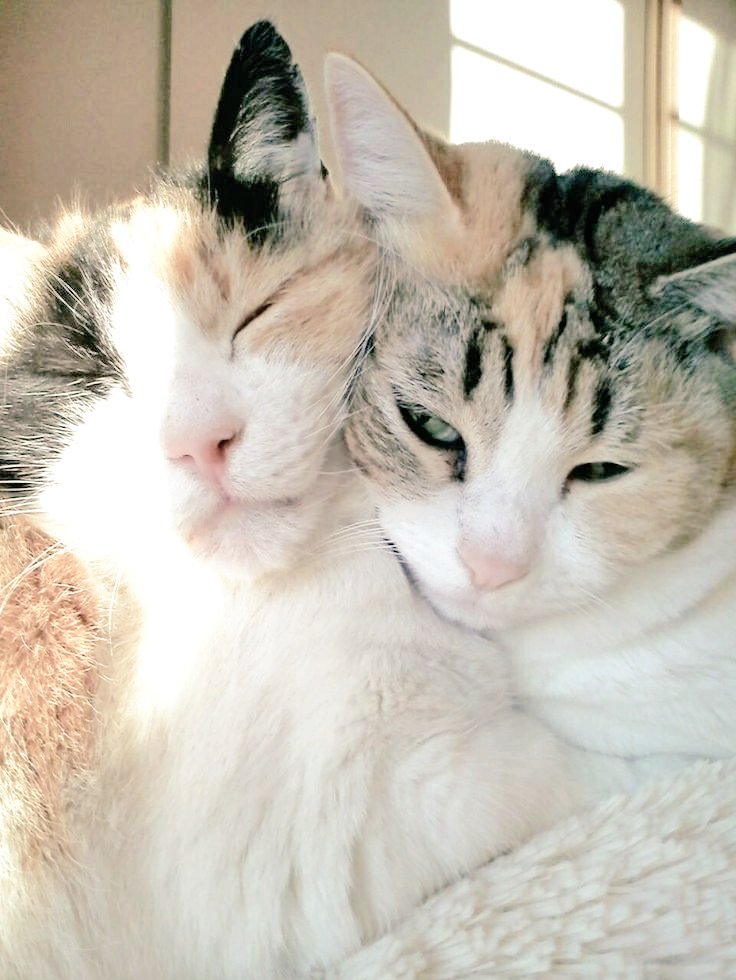 lynda3035's tweet photo. @Malcolm_theCat All is right in the world π ππ when mom's there, isn't that right Miss Cleo π»π
#tsunamihawaii #tsunamijapan #Tsunamiwarning #SendingPrayers ππ» https://t.co/mXuJGlI1ur