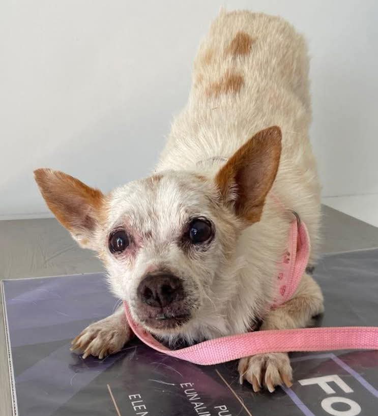 Nonnino di 11 anni buttato  in strada dopo la morte del suo papà umano. Leishmania positivo, ora è curato e sta bene. Taglia piccola 7 kg, va d'accordo con cani e gatti,castrato.
Diamo una speranza a Bouncy, si trova in Puglia
☎️3515061410
#30luglio
#TemptationIsland
