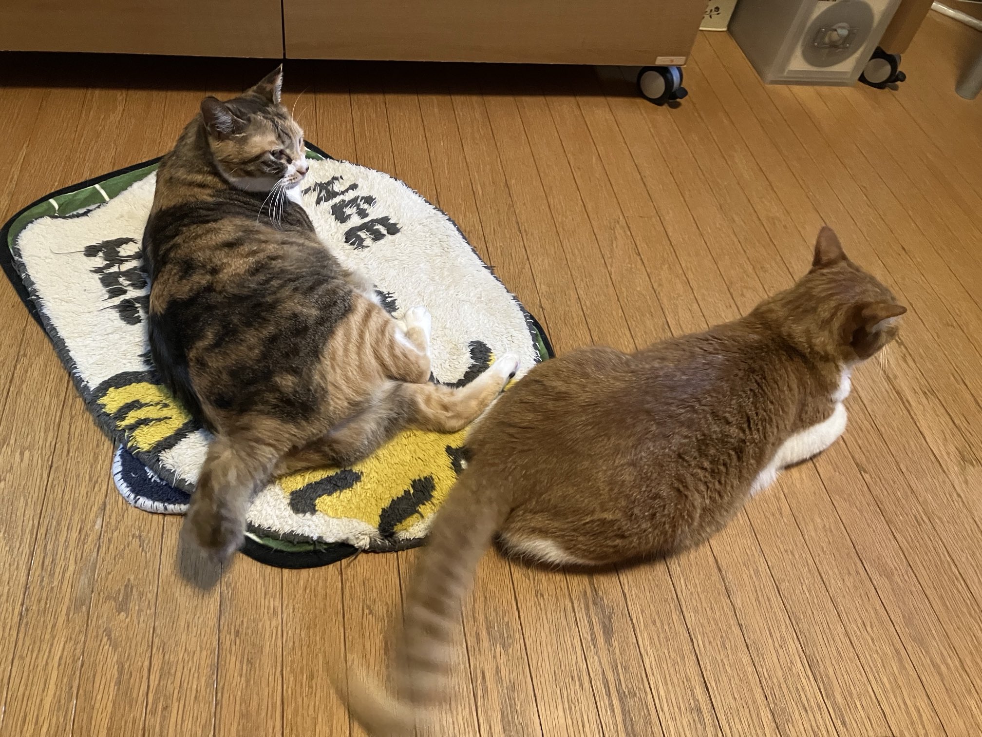 ねこ GCP20240202DP.jpg?v=1710992504
