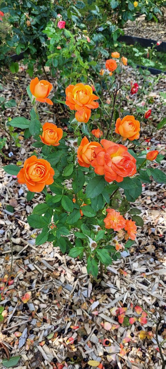 Heriss28's tweet photo. #RoseWednesday
📷 perso
On continue les souvenirs de la
#Mayenne
Roseraie #Lassay les châteaux 🌹
Bonne #JourneeFleurie à tous 😘
#Ligue_des_optimistes 👍 https://t.co/iuiEg9JklI