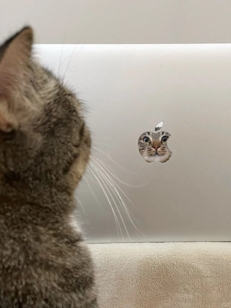 Cats with pawerful aura (@aurawithcats) on Twitter photo 