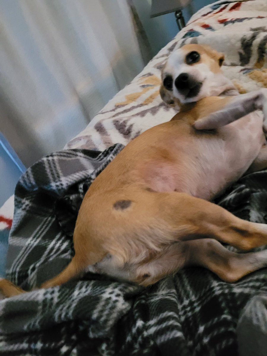 Riley, my 13 year old baby girl, passed away today. I'm in so much shock. It was so sudden. Honestly, I don't know how to keep on going. I loved her more than anything in this entire world, and now I just feel empty.