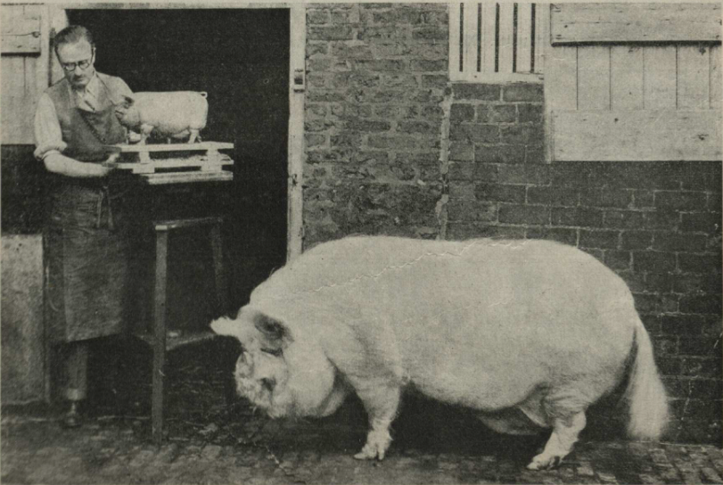 "Cūka - tēlnieka modelis. Angļu tēlnieks Hezeltins gatavo godalgotas cūkas skulptūru."

/Atpūta, 17.07.1925