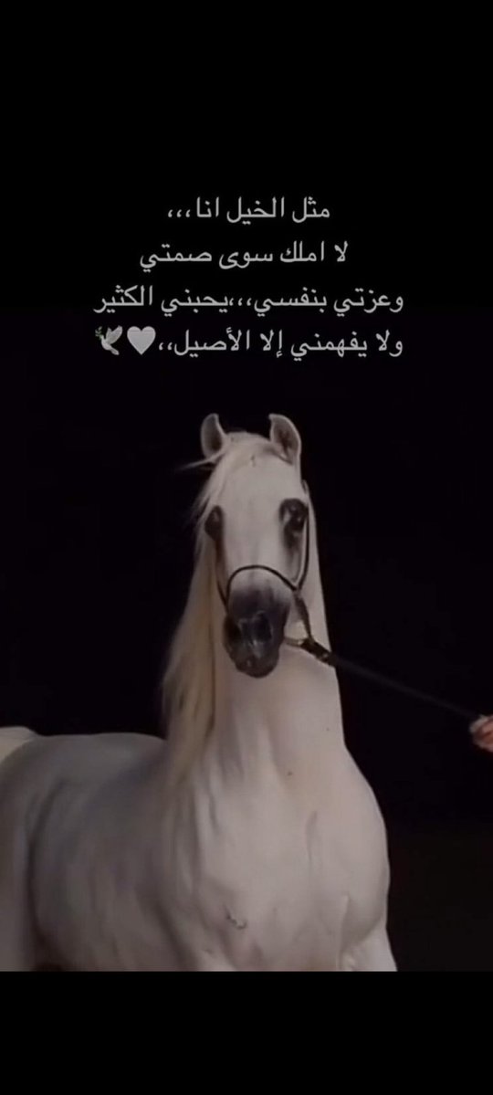 🌹
مثل الخيل أنا
لا أملك سوى صمتي
وعزتي بنفسي
يحبني الكثير
ولا يفهمني إلا الأصيل
🌹صباحكم خير وسعادة 🌹