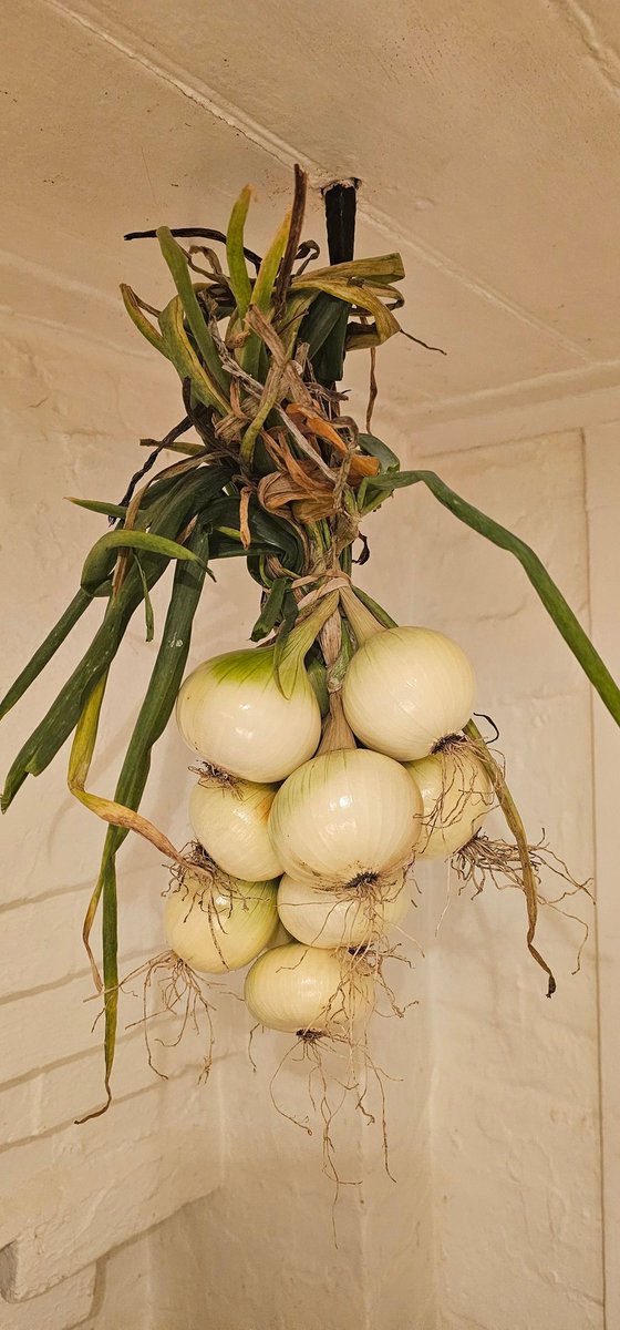 Harvest.... 😋