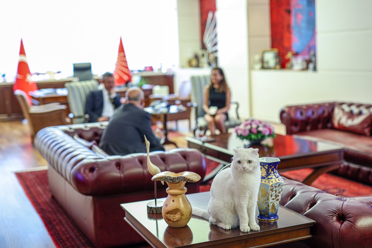 CHP Genel Merkezi’nin en özgür üyesi: Kedi Zafer, makam odasında tam yetkili! 😸
