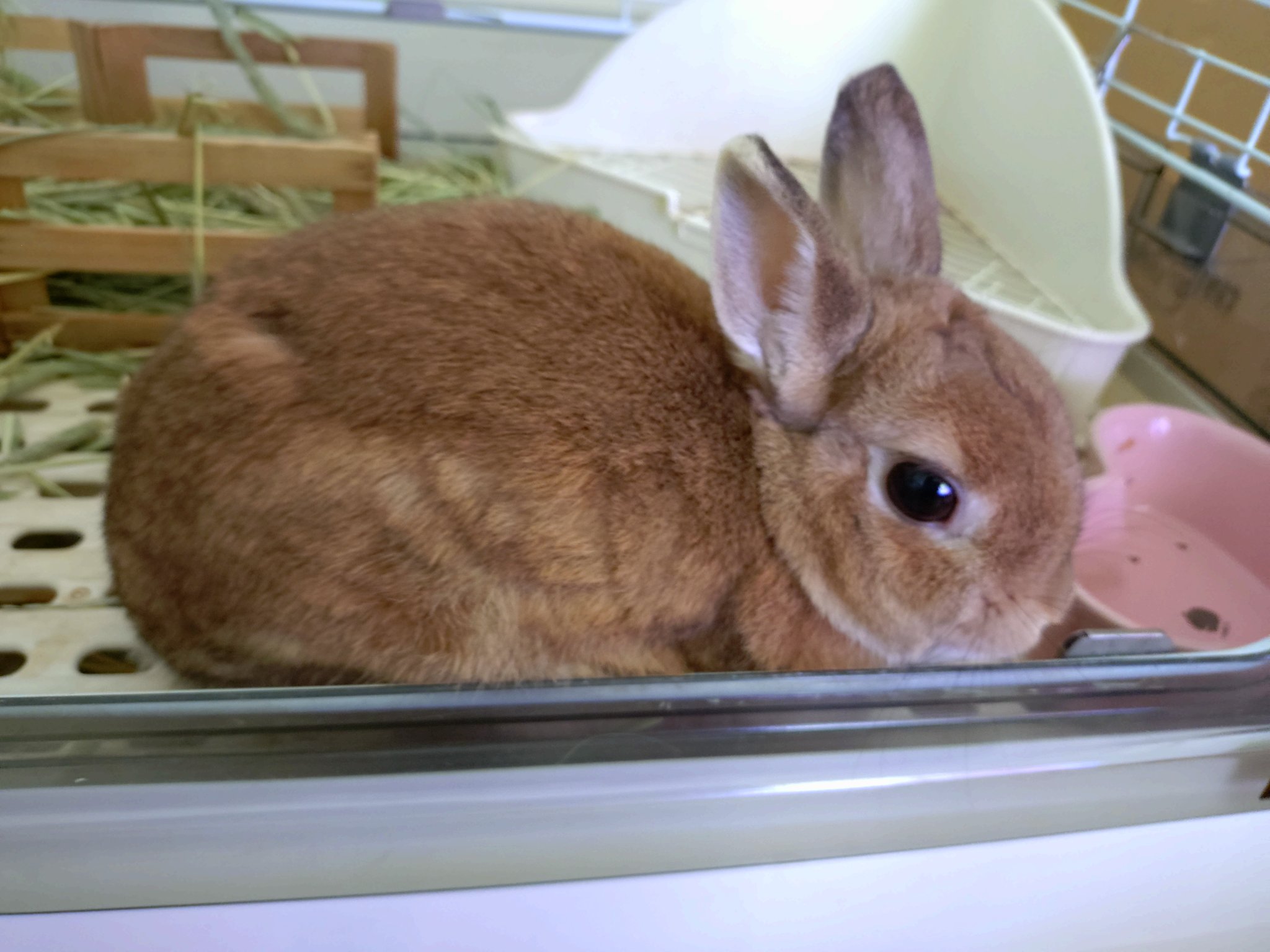 おもち🌱 on X: 