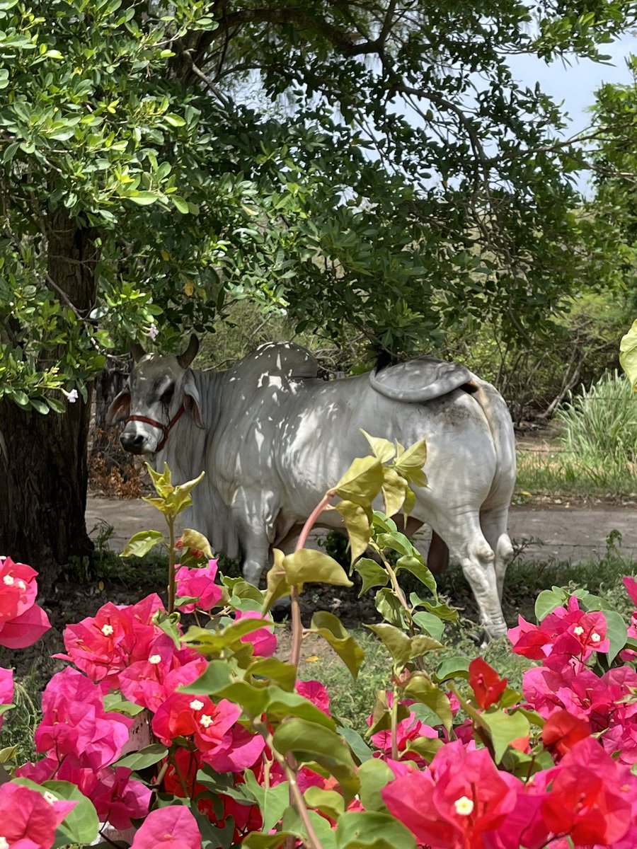 Arnaud Lemoine (@lemoinearnaud) on Twitter photo J-206 avant le prochain <a href="/Salondelagri/">Salon International de l'Agriculture</a> . Il sera à votre/notre image, haut en couleurs et porteur de valeurs. Le choix de la thématique n’y est pas pour rien « Agriculture: générations solutions ». Transmission et innovations au cœur de la souveraine alimentaire ! <a href="/siapro_paris/">SIA'PRO</a> J-206 avant le prochain <a href="/Salondelagri/">Salon International de l'Agriculture</a> . Il sera à votre/notre image, haut en couleurs et porteur de valeurs. Le choix de la thématique n’y est pas pour rien « Agriculture: générations solutions ». Transmission et innovations au cœur de la souveraine alimentaire ! <a href="/siapro_paris/">SIA'PRO</a>