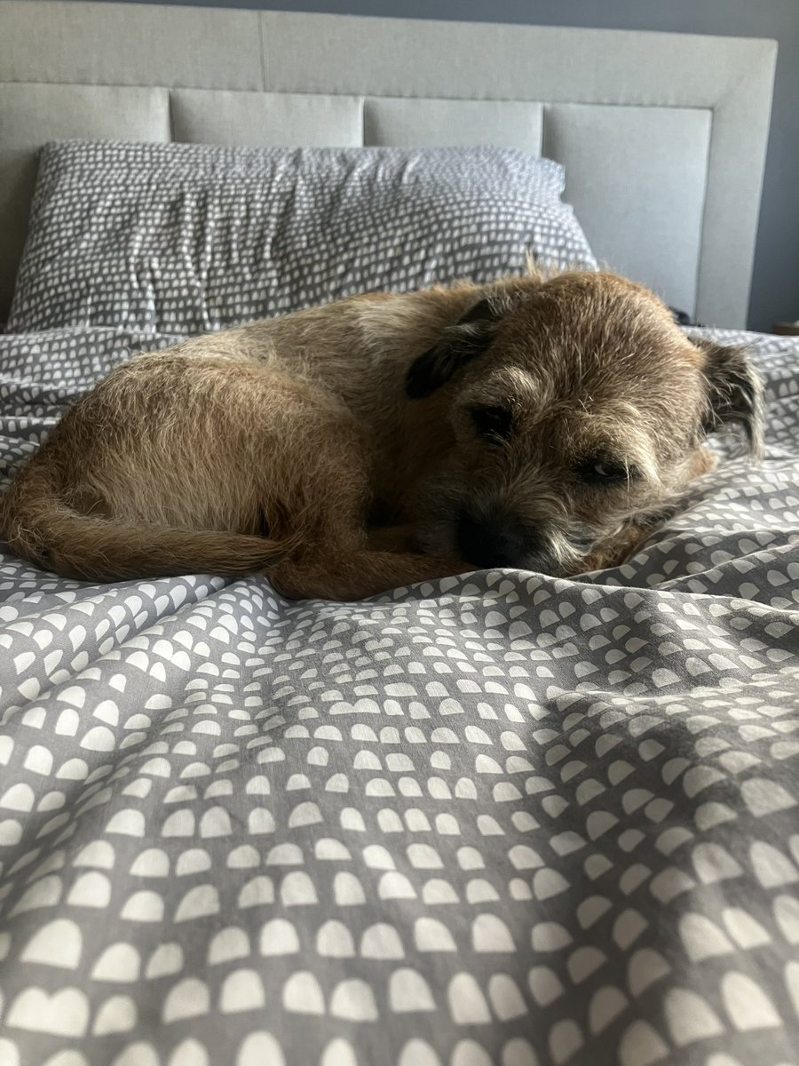 <a href="/DaveRob13699163/">Dave Robins</a> <a href="/CairnToby/">SKYE and TOBY🌈 CAIRN TERRIER ❤️🐾🐶</a> <a href="/CoraTheWhippet/">Cora the Whippet 🐕</a> I’m sleepy tired as yet daycare yesterday 🥱 have a super day pals
