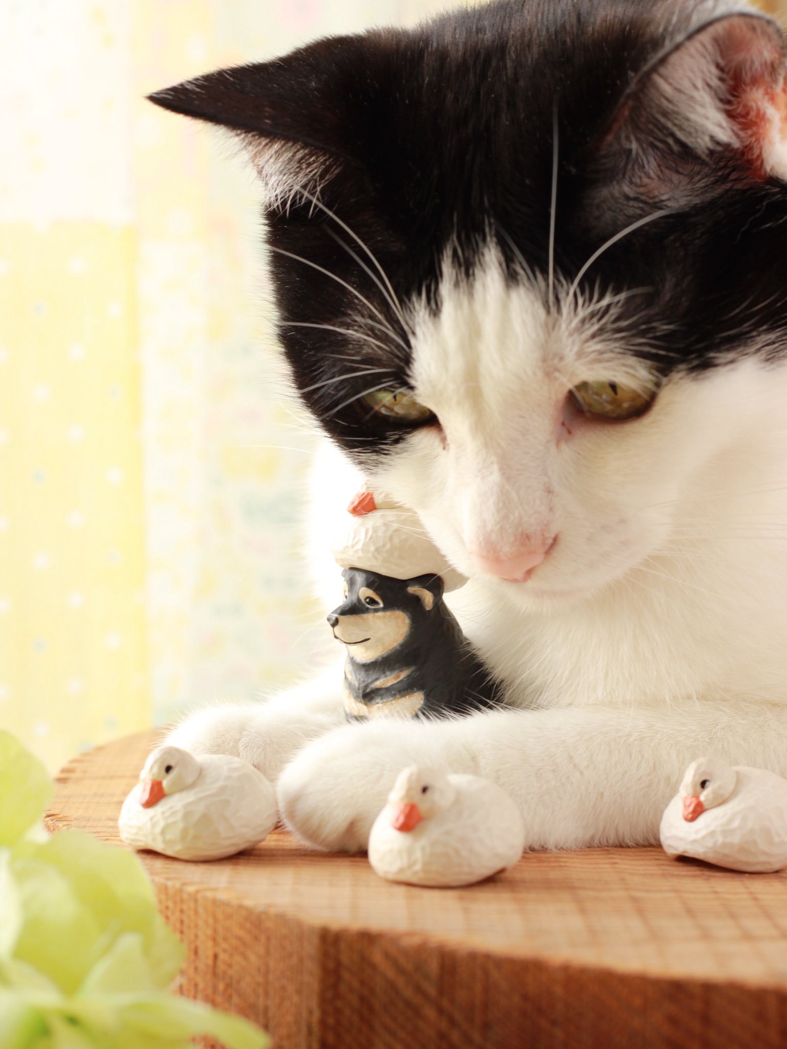 ぽんちゃん「木を植えよう」 ぽんちゃん「木を植えよう」 ぽん