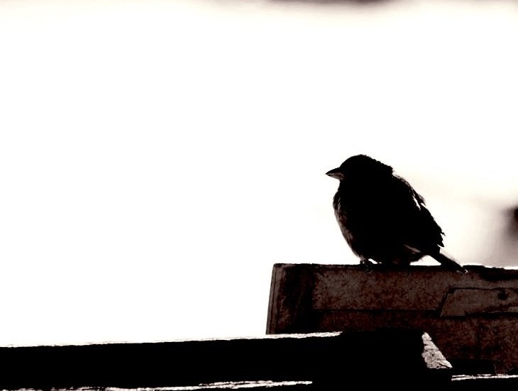 "Sözler kâfi gelmiyor bazen,
Hüznün lisânı sükûtmuş meğer."