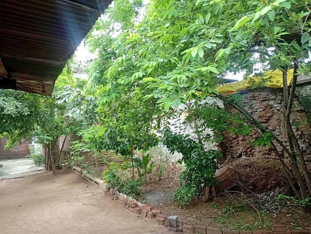 🌼हमारा प्राकृतिक आनंद भवन 🌻