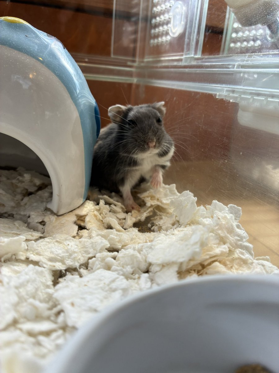 ハムスターさん専用　参考写真 ハムスターさん専用 参考写真