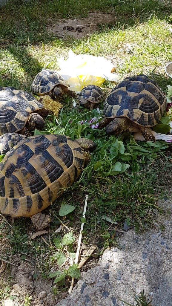 Not all liquidity lives in a pool🐢💧
With <a href="/turtledotxyz/">Turtle</a>, LPs earn real yield without giving up custody, taking on smart contract risk, or trusting a counterparty.
Security first,community-owned,and risk adjusted.
The Turtle moves slow, but stacks steady🐢