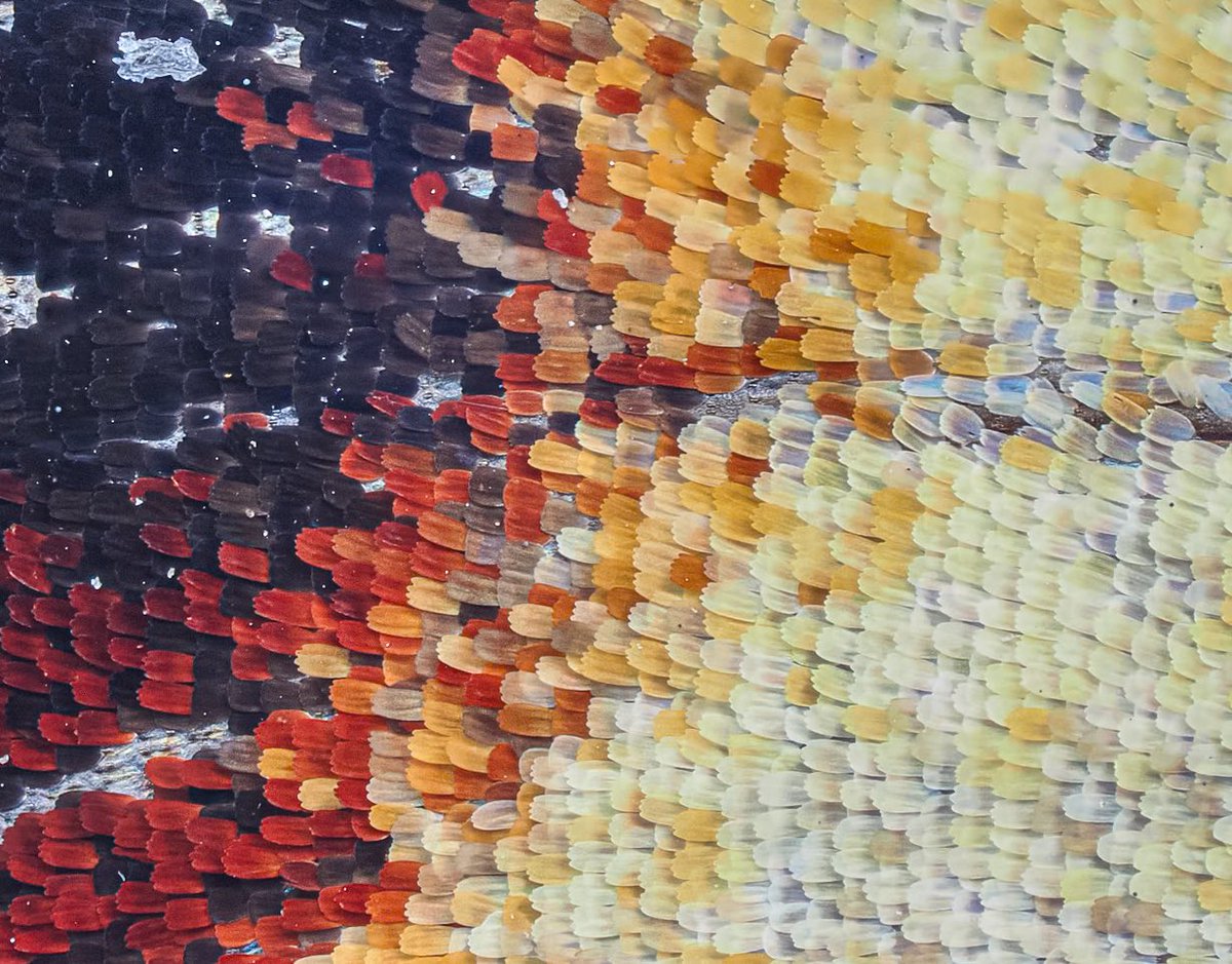 Andrew Fusek Peters (@2peters) on Twitter photo I found the wing of a peacock butterfly in the road, prob predated by a bird - Lepidoptera means scaly wing and they can be covered in scales O1mk2, 90mm and 2x focus stack <a href="/savebutterflies/">Butterfly Conservation 🦋</a> <a href="/OMSYSTEMcameras/">OM SYSTEM Cameras</a> <a href="/Natures_Voice/">RSPB</a> <a href="/BBCSpringwatch/">BBC Springwatch</a> <a href="/patrick_barkham/">Patrick Barkham</a> I found the wing of a peacock butterfly in the road, prob predated by a bird - Lepidoptera means scaly wing and they can be covered in scales O1mk2, 90mm and 2x focus stack <a href="/savebutterflies/">Butterfly Conservation 🦋</a> <a href="/OMSYSTEMcameras/">OM SYSTEM Cameras</a> <a href="/Natures_Voice/">RSPB</a> <a href="/BBCSpringwatch/">BBC Springwatch</a> <a href="/patrick_barkham/">Patrick Barkham</a>