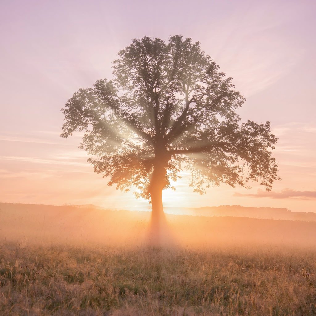 peaklass1's tweet photo. Sometimes you have to accept defeat in going for fancy compositions, forget trying to include 'more interesting' views and features - and just let the tree and the pink morning speak for itself. Nothing else is needed.

#peakdistrict https://t.co/5kFvI75A38