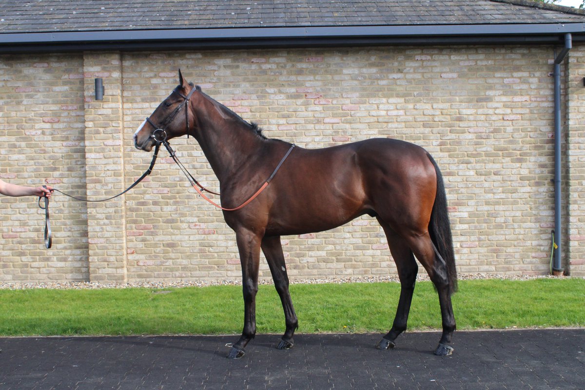 William Knight (@wknightracing) on Twitter photo BLUE TRAIN is our only runner today <a href="/Sandownpark/">Sandown Park</a> at 7.25pm. Brandon Wilkie is booked to ride.
Good Luck <a href="/KennetValleySyn/">Kennet Valley Syndicates</a> π
Sponsored by <a href="/IMPGraphics/">imp</a> and <a href="/chestnutgroupUK/">CHESTNUT</a>. BLUE TRAIN is our only runner today <a href="/Sandownpark/">Sandown Park</a> at 7.25pm. Brandon Wilkie is booked to ride.
Good Luck <a href="/KennetValleySyn/">Kennet Valley Syndicates</a> π
Sponsored by <a href="/IMPGraphics/">imp</a> and <a href="/chestnutgroupUK/">CHESTNUT</a>.
