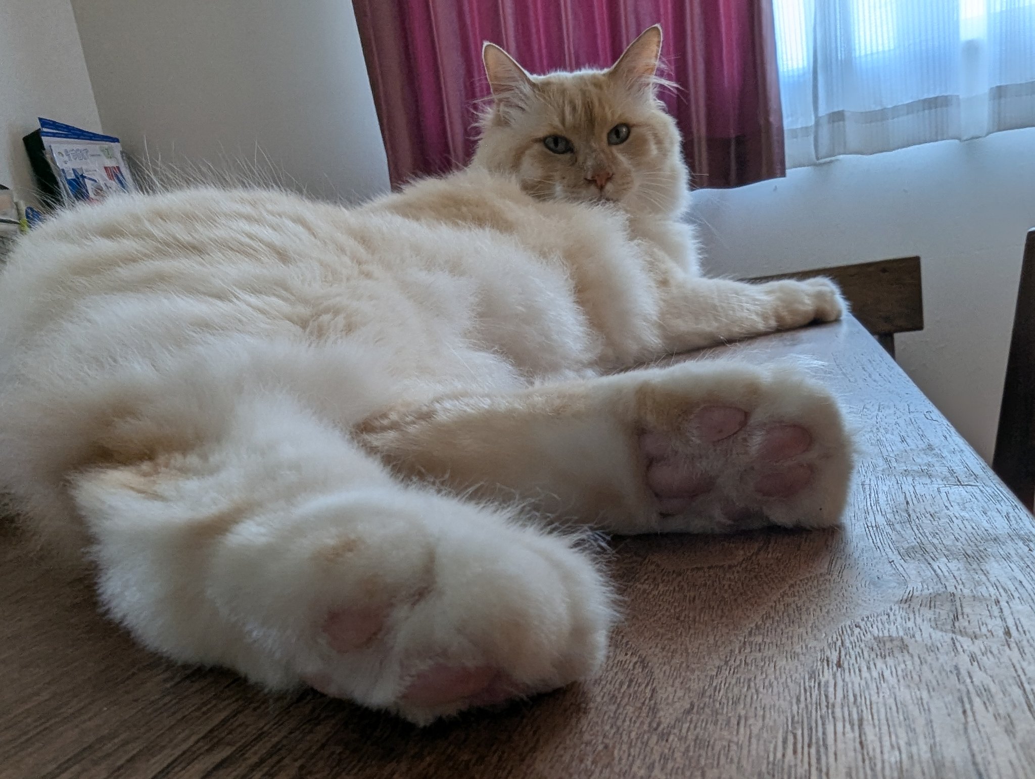 猫の肉球　あさづゆ 2018 ハーフボトル　11本 Amazon.co.jp: Estale 振動リフレッシャー 猫の手 肉球 ブルブル
