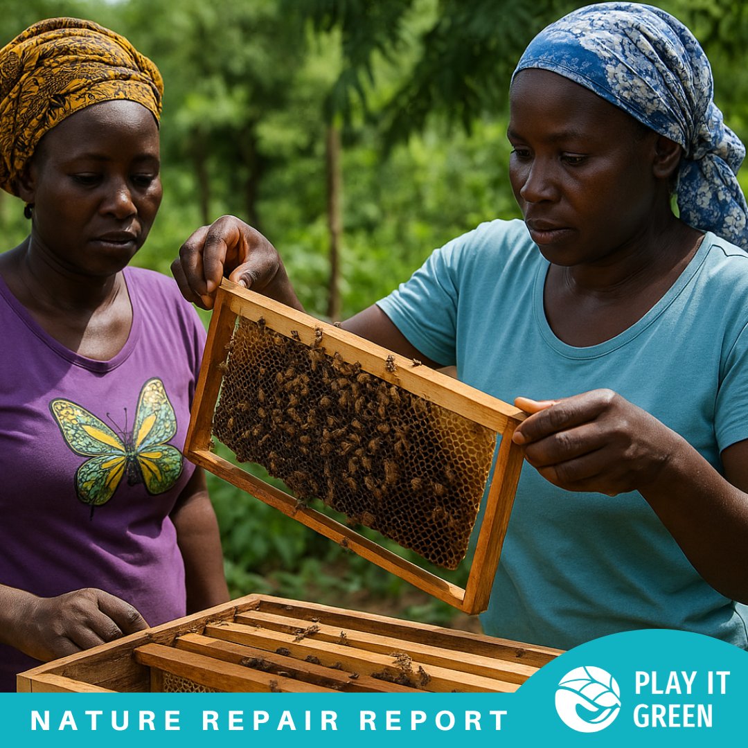 🌿 In July’s Nature Repair Report:
✔️ Nearly 900,000 trees, mangroves and kelp planted
✔️ 1000s of hectares restored in Senegal
✔️ 100s of families supported
✔️ Women-led income growth
Delivering real change, backed by verifiable data.
Read more: playitgreen.com/nature-repair-…