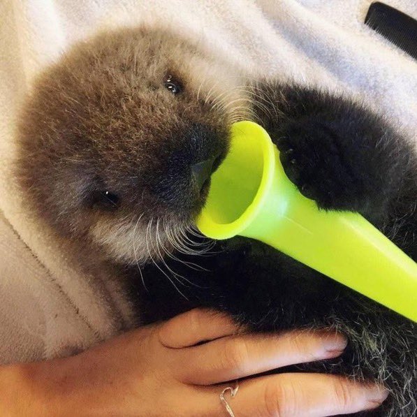 ar11adne's tweet image. ふわもこでも見て気を落ち着けるか…