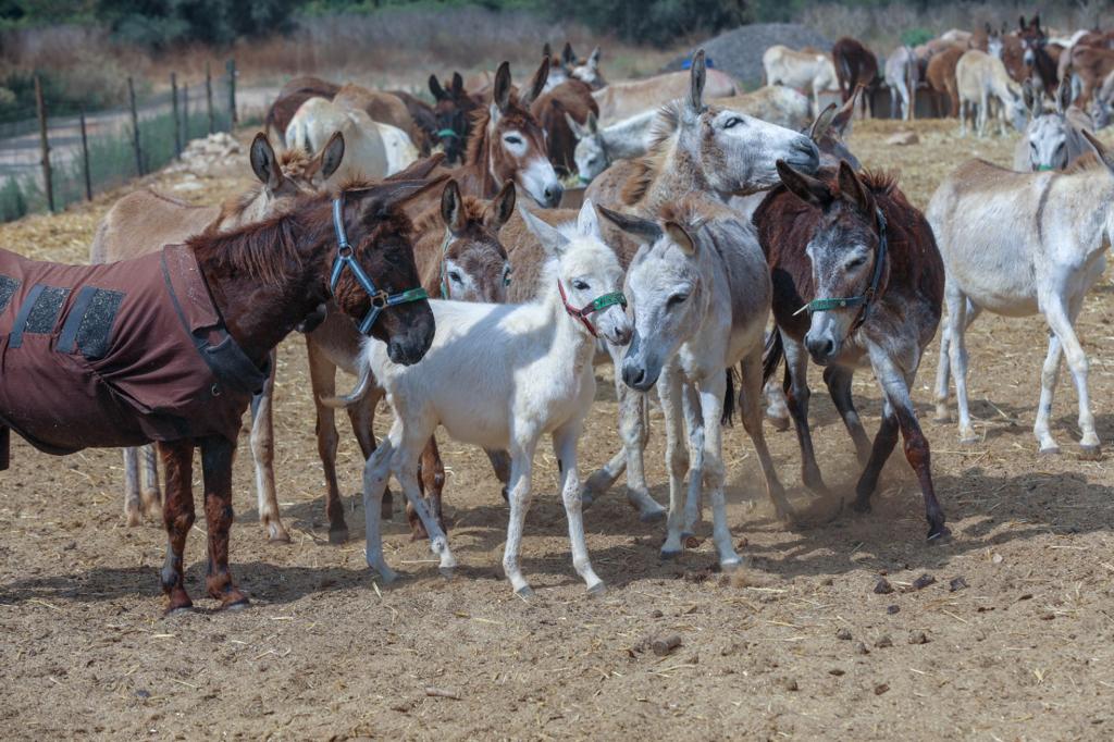 🚨 This donkey was rescued by us 18 years ago &amp; still gets treatment for his wounds daily.  Only with your support can we make these rescues possible just like we did for this donkey who now leads a happy life in our sanctuary 💛 🙏👏  ow.ly/3Gjl50PyQK0