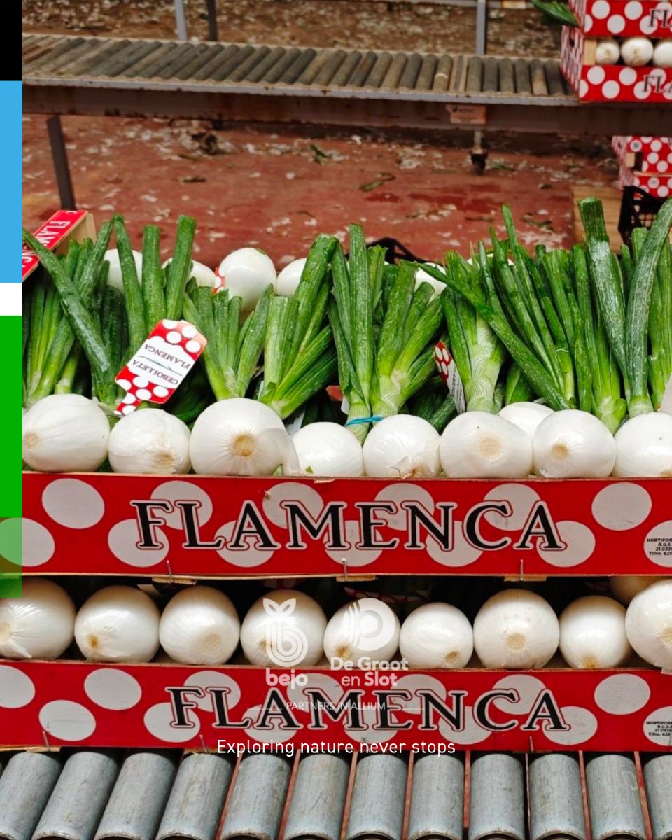 BejoEspana's tweet photo. ¡Así se presentan nuestras cebollas Virgin!

Desde Ciudad Real, @hortiporrinas  están encantados con esta calidad y nosotros más con el packaging realzando el producto. 🧅💚

👏 Gracias a los que confían en Bejo para llevar lo mejor del campo a su mesa.
https://t.co/xXnTetleBB https://t.co/nLDvtyRsHP