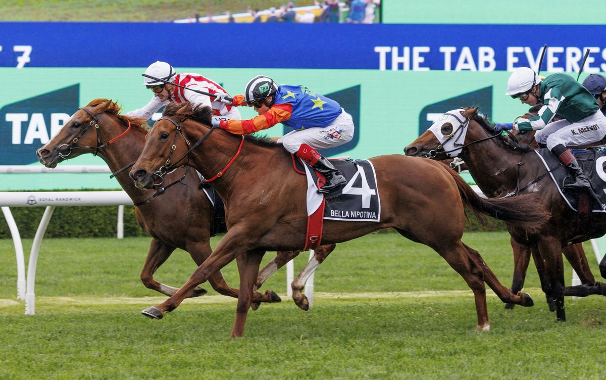 🚨 BREAKING 🚨

Champion mare BELLA NIPOTINA will head to champion sire ZOUSTAR this breeding season 👑

"It was a difficult task to settle on Bella’s first suitor, but Zoustar will be this season’s Champion Sire, and we believe from a physical perspective he compliment’s her