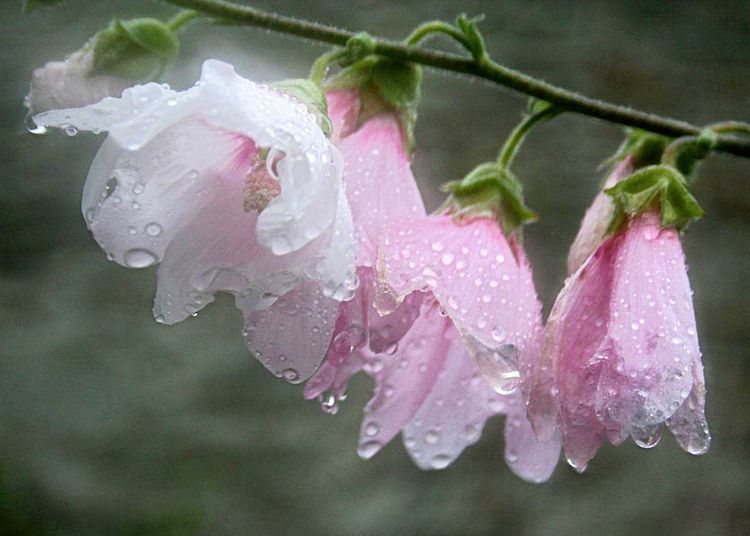 welovedonegal's tweet photo. Good #Wednesday 30th #July morning from
beautiful #Donegal 💚💛
Today's #GoodMorning pic is of raindrops on mallow flowers proving that even with rain, there is beauty to appreciate 🤍
#rain #raindrops #flowers #mallows #gardens #nature #weather #Ireland .
@ThePhotoHour https://t.co/32dzGpcDMQ