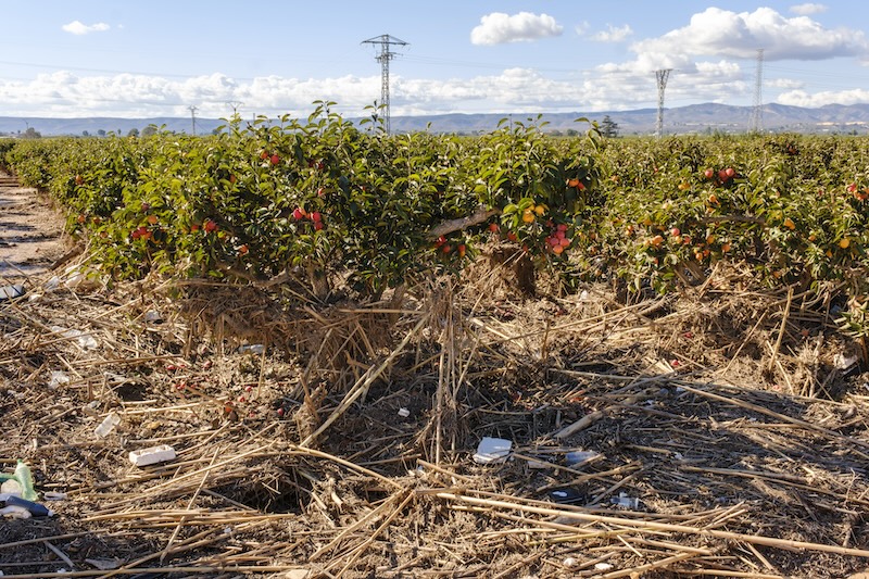 REVISTA F&H (@revistafyh) on Twitter photo ¿Sabías que <a href="/gobmapa/">Ministerio de Agricultura, Pesca y Alimentación</a> compensará con 13 millones los #daños por la #dana no cubiertos por el #seguro?
El Consejo de Ministros ha aprobado un real decreto con una nueva línea de ayudas excepcionales de apoyo al sector agrario. Lee más aquí: ⬇️⬇️⬇️⬇️⬇️⬇️
fyh.es/agricultura-co… ¿Sabías que <a href="/gobmapa/">Ministerio de Agricultura, Pesca y Alimentación</a> compensará con 13 millones los #daños por la #dana no cubiertos por el #seguro?
El Consejo de Ministros ha aprobado un real decreto con una nueva línea de ayudas excepcionales de apoyo al sector agrario. Lee más aquí: ⬇️⬇️⬇️⬇️⬇️⬇️
fyh.es/agricultura-co…