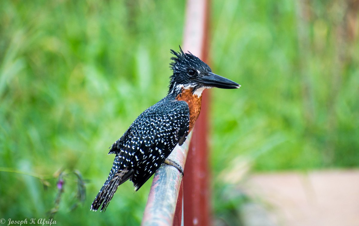 Giant Kingfisher 
📸📌<a href="/KNUSTGH/">Kwame Nkrumah University of Science and Technology</a>, Wewe River

#BirdsSeenIn2025
