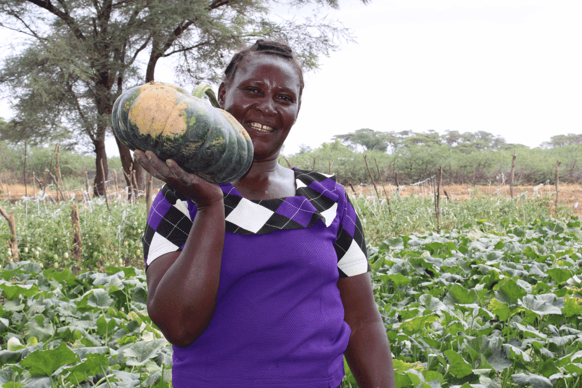 eastwestseed's tweet photo. “I never thought I’d store pumpkins for six months. Now I’m feeding my family and helping others do the same.”

In Kenya’s drylands, farmers in Turkana are growing pumpkins and onions - building resilience in a region long shaped by pastoralism. https://t.co/a4d9o0HhDP