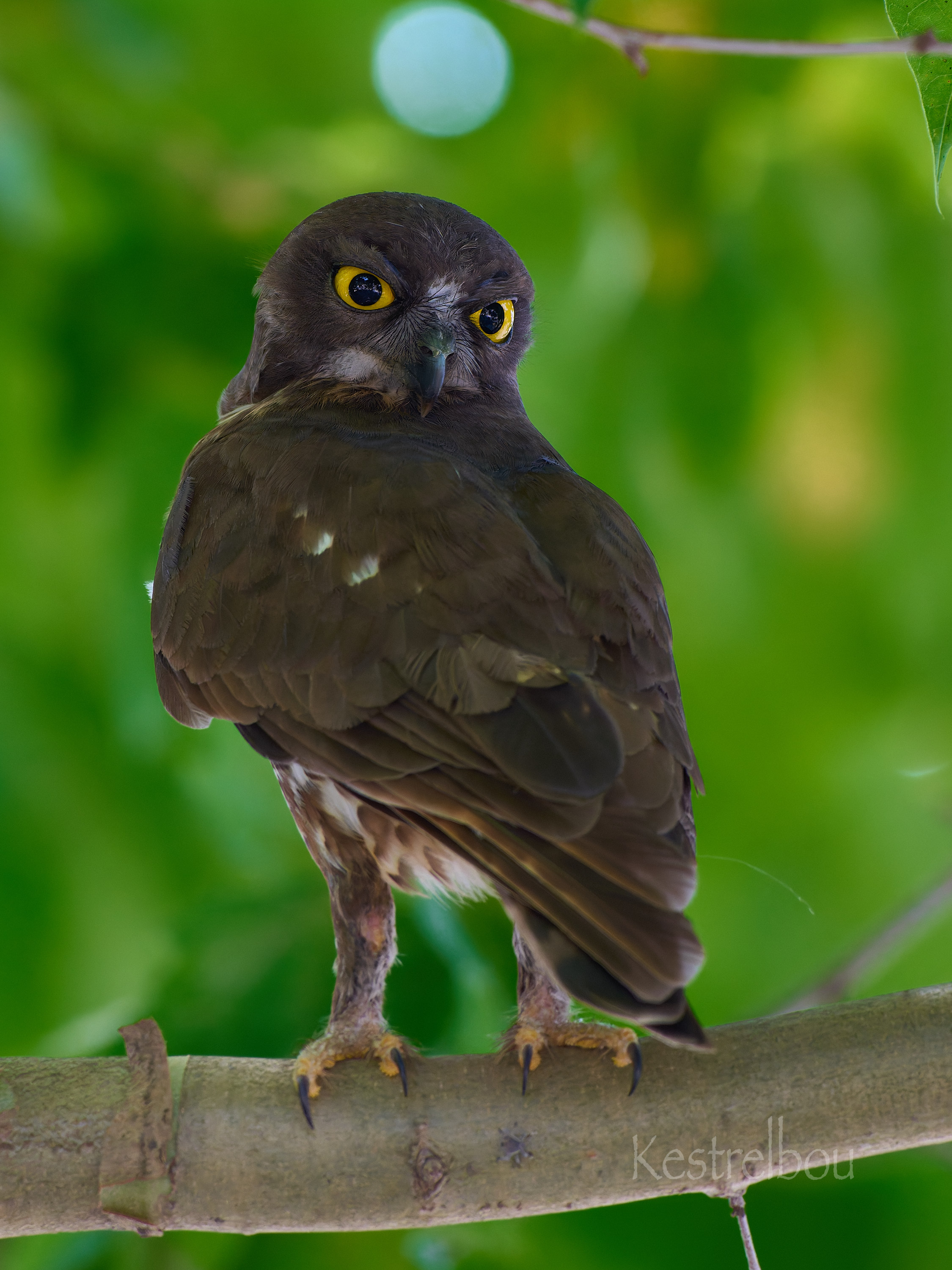 チョウゲン坊 (@Qj3Ee) / X