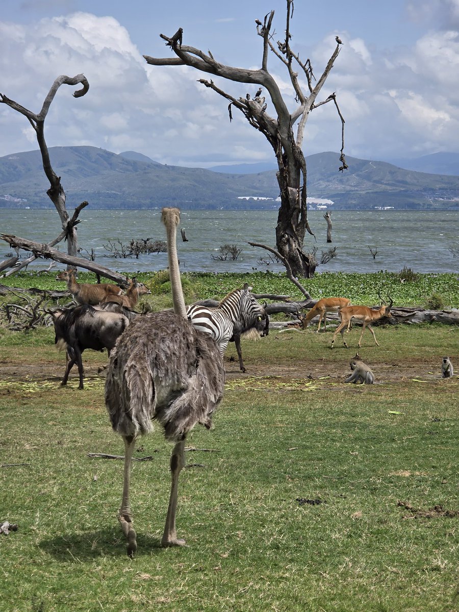 Crescent Island, Naivasha